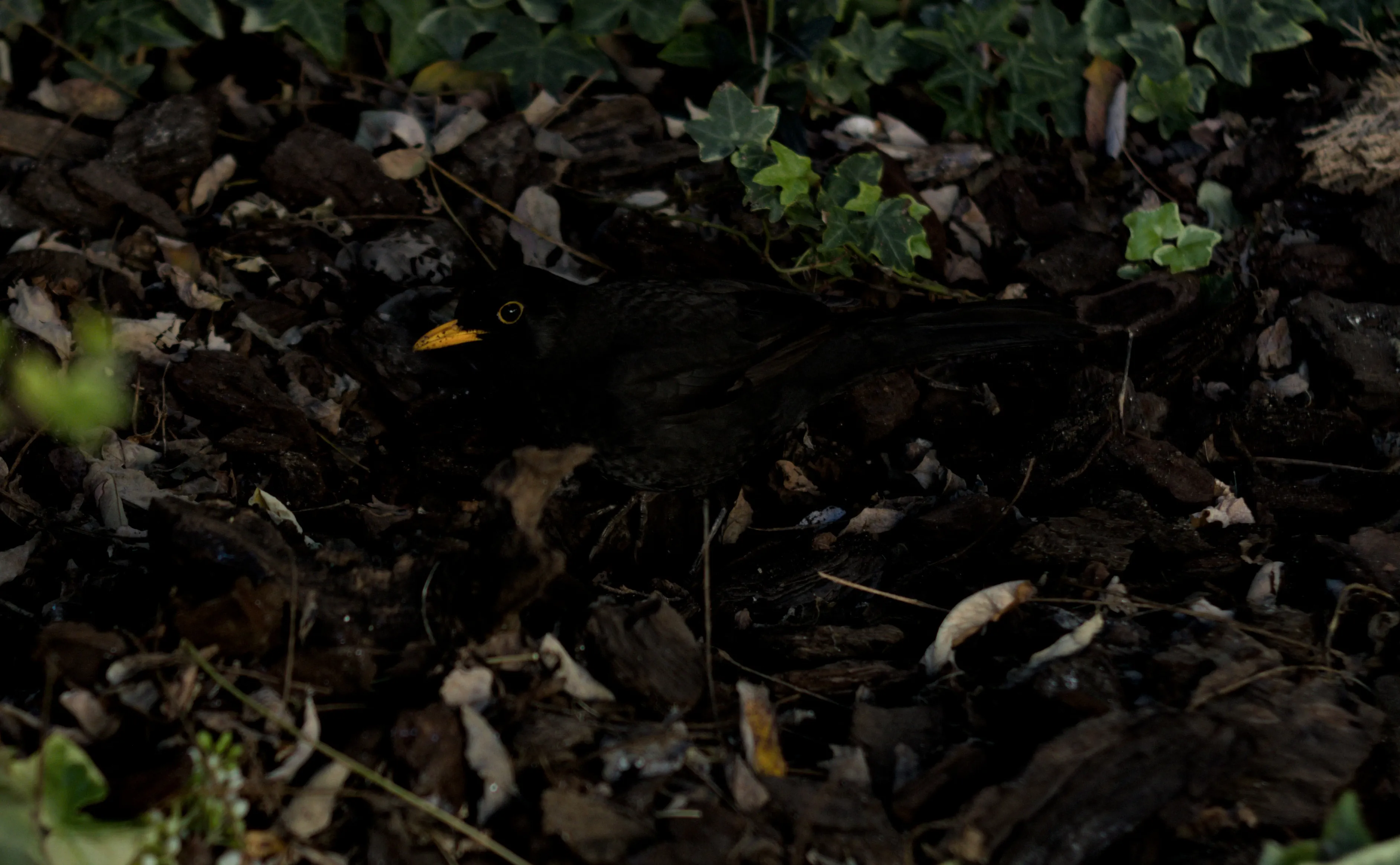 Zenith Helios-77M-4 1,850 (VOMZ) - _I4A6727.webp